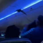 a bird flying in the air