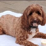 perrito marron, poodle