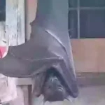 a bat from a wall