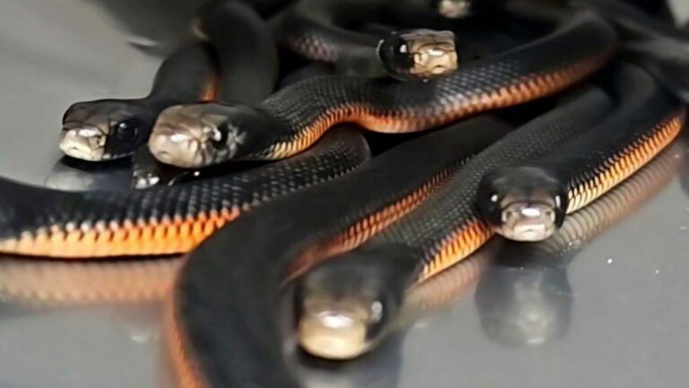 skynews-snakes-red-belly-black-snakes_6822007