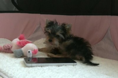 3-inch-tall-Yorkie-in-Ontario-might-be-worlds-shortest-dog