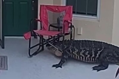 Alligator-knocking-on-front-doors-gets-stuck-in-folding-chair