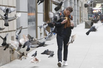 Pigeon-Fest-to-celebrate-New-Yorks-most-controversial-birds