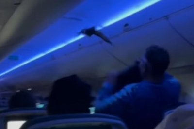 Stowaway-pigeons-cause-chaos-in-passenger-cabin-on-Delta-plane