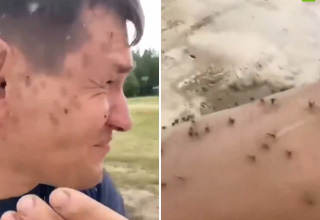 mosquito_fixed_thumbnail