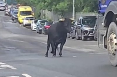 Escaped-bull-causes-chaos-on-city-streets