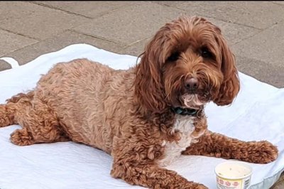 perrito marron, poodle