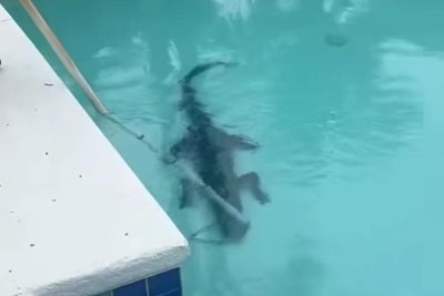 Two-alligators-removed-from-pools-in-a-single-day-in-Florida-county