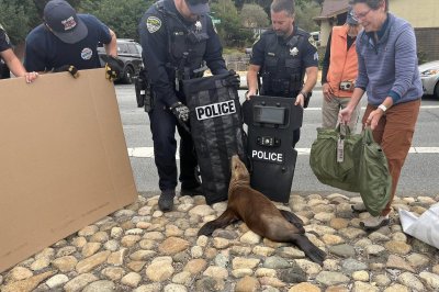 Wayward-sea-lion-found-wandering-in-California-road