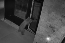 Bear-caught-on-camera-opening-door-walking-into-house
