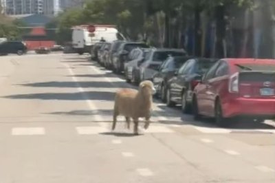 Sheep-escapes-slaughter-runs-loose-through-Chicago-streets