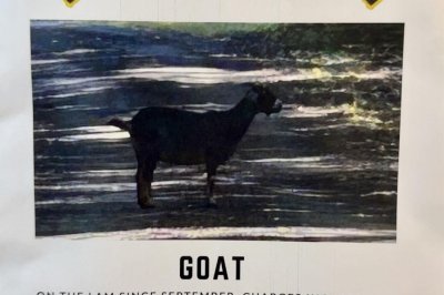 Police-hunting-a-goat-on-the-loose-in-RI-capture-a-donkey-instead