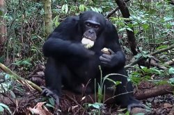 Study-Chimps-consume-the-equivalent-of-two-alcoholic-drinks-per-day