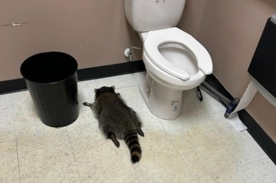 Raccoon-ransacks-liquor-store-passes-out-drunk-in-bathroom