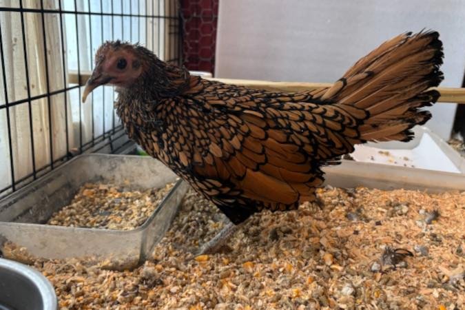 Maine-chicken-becomes-oldest-in-the-world-at-15-years-old