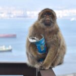 skynews-macaque-monkey_7226930