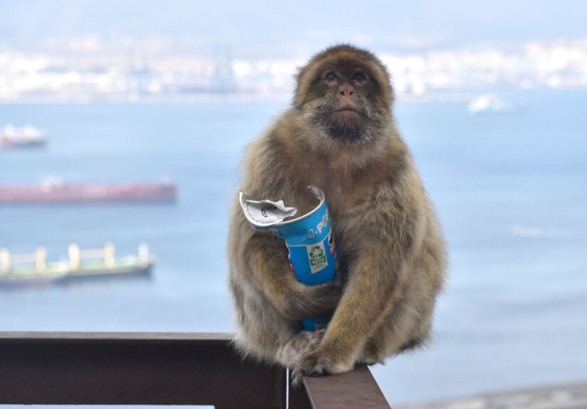 skynews-macaque-monkey_7226930