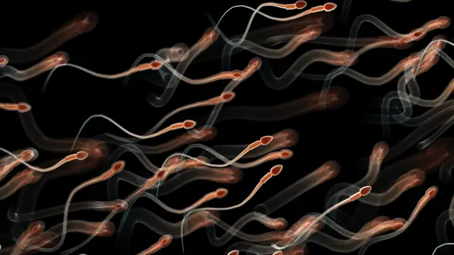 sperm-racing-world-cup