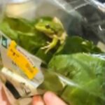 Australia_Salad_Frog_15851-835x1254