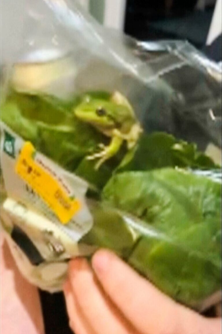 Australia_Salad_Frog_15851-835x1254