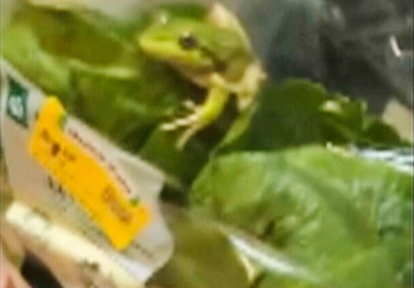 Australia_Salad_Frog_15851-835x1254
