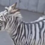 Escaped-zebra-in-Armenia-was-a-painted-donkey
