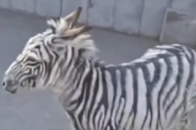 Escaped-zebra-in-Armenia-was-a-painted-donkey
