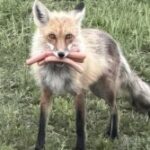 Police-probing-BBQ-goods-theft-find-fox-with-mouth-full-of-hot-dogs