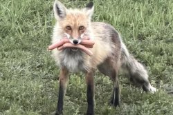 Police-probing-BBQ-goods-theft-find-fox-with-mouth-full-of-hot-dogs