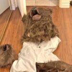 skynews-bear-costume_6747953