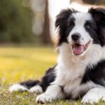 skynews-istock-border-collie_7318908