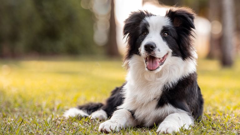 skynews-istock-border-collie_7318908