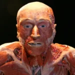 body-worlds-exhibition