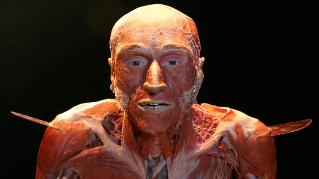 body-worlds-exhibition